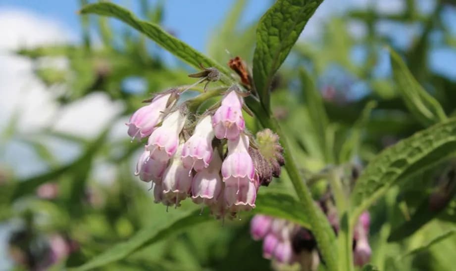 Symphytum officinale w homeopatii: jak skutecznie leczyć bóle stawów